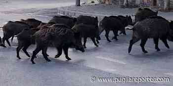 Trani: ancora avvistamenti di cinghiali, branco filmato nelle campagne - il video diffuso sul web - - Puglia Reporter Notizie