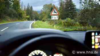 Gefahr von Wildunfällen steigt im Herbst - HNA.de