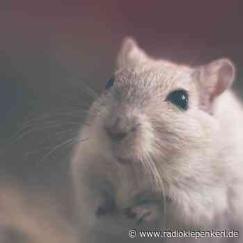 SENDEN: Aktion gegen Ratten - Radio Kiepenkerl