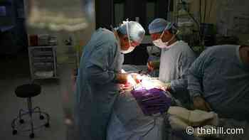 Pig kidney attached to human found to work normally