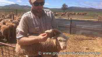 Lamb with five legs born in South Australia - Gloucester Advocate