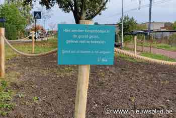 Meer dan 40.000 bloembollen in de grond in Lint en Kontich