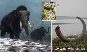 Fossils: Woolly mammoths may have been driven to extinction because it was TOO WET, study claims