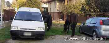 Due cavalli a spasso per Arcore - Il Cittadino di Monza e Brianza