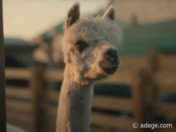 Watch the newest commercials from CarMax, TikTok, Petco and more