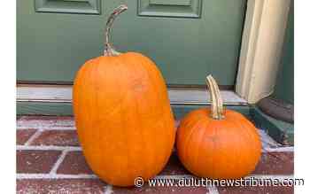 Ask a Master Gardener: Carving pumpkins are better for decorating than for eating - Duluth News Tribune