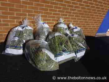 Cannabis 'drying room' uncovered amid Bolton wide crackdown