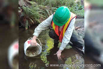 Courtenay stream restoration project nearing completion - Comox Valley Record