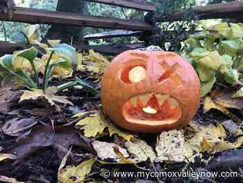 COS says Halloween pumpkins bad news for hungry bears - My Comox Valley Now