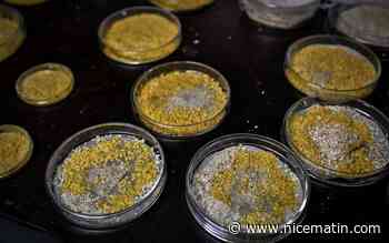 Le CNRS recherche 10.000 passionnés du blob