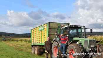 Fulda: Mais-Ernte fällt bescheiden aus - Landwirte nennen Gründe - Fuldaer Zeitung