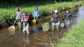 Fulda: Fischart „Schneider“ ist zurück in heimischen Gewässern - Fuldaer Zeitung