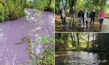 River Mimram turns PURPLE with pollution, hours after environment ministers posed in front of it