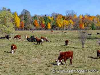 Grant beefs up grazing initiative
