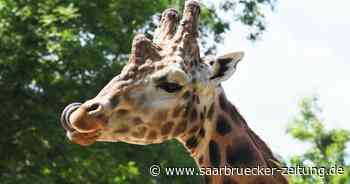 Giraffe Gerry im Zoo Neunkirchen ist tot - Saarbrücker Zeitung