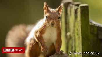 Environment bill: Green groups' dismay as ministers reject changes