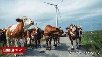 What is net zero and how are the UK and other countries doing?