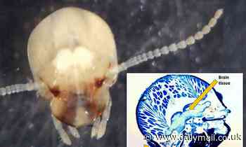 Termites that evolve into king and queens can grow their brains before they leave the nest