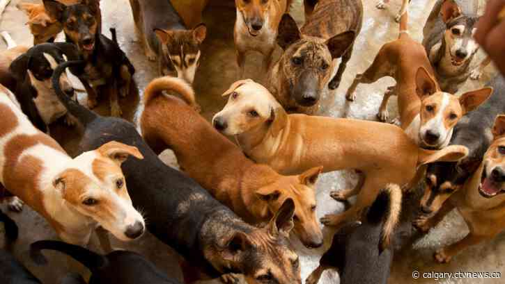 Calgary Humane Society is full of dogs, needs urgent help