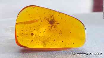 Tiny crab preserved in 100-million-year-old amber lived among dinosaurs