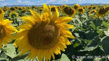 80,000 sunflowers set to bloom as Scenic Rim farmers swing their gates open to the public