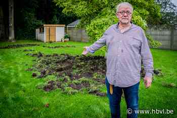Opnieuw vernielen evers pas aangelegde tuin: “Ze glipten binnen door het achterpoortje” - Het Belang van Limburg
