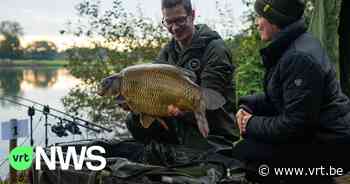 Benelux Kampioenschap karpervissen van start gegaan in Beringen - VRT NWS