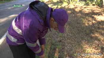 Beringen haalt meer dan 1000 kg zwerfvuil op - TV Limburg