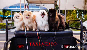 Amizade entre os Floquinhos fazem sucesso na internet - R7.COM