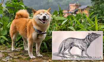 DNA confirms Japanese wolf extinct for 115 years is the closest known wild relative of modern dogs