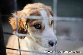 NI ministers urged to close loopholes exploited by puppy farm industry - Dudley News