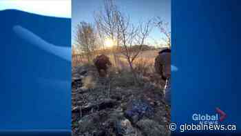 Albertans rescue moose calf caught in fence