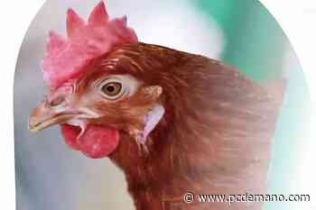 ¿Gallinas enjauladas o libres? Deep Learning para mejorar el bienestar gallináceo - PCdemano.com