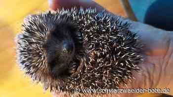 Igelfund in Neubulach: Sabine Greßler päppelt kleines Stacheltier auf