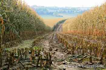Landwirte beklagen schlechteste Ernte seit zehn Jahren - Freie Presse