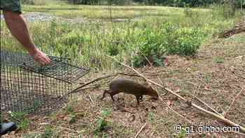 Cotia é solta na natureza após ser resgatada em condomínio de Lins - G1