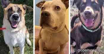 Calgary Humane Society ‘bursting at the seams with dogs,’ needs help