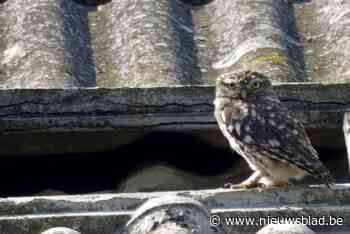 Nieuw onderkomen voor steenuilen op Fort 3 (Borsbeek) - Het Nieuwsblad
