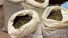 Sequestrata a Zerfaliu una tonnellata di “erba” - La Nuova Sardegna