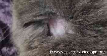 Coventry family left 'devastated and angry' after someone shaved their cat - Coventry Live