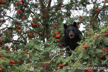 Bear in mind to manage your fruit trees this fall - Nelson Star