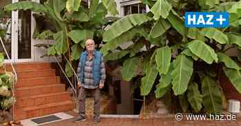 Hemmingen: Bananenstauden im Garten von Heinrich Töpfer - Hannoversche Allgemeine