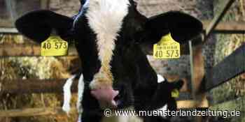 Medizin fürs kranke Kalb – Landwirt aus Stadtlohn landet vor Gericht | Stadtlohn - Münsterland Zeitung