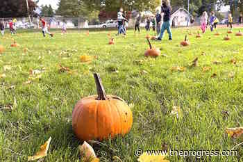 VIDEO: Pure joy for Chilliwack kids as pumpkin patch magically appears – Chilliwack Progress - Chilliwack Progress
