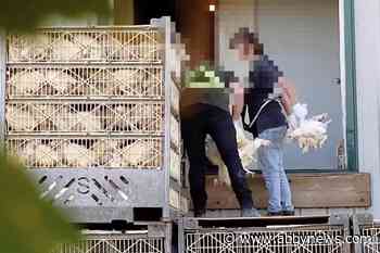 Chilliwack chicken-catching company pleads guilty to animal abuse – Abbotsford News - Abbotsford News