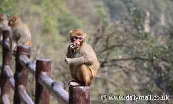 Infertility breakthrough as scientists successfully create viable sperm from monkey stem cells