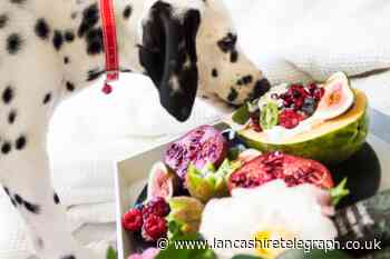 Pet owners face £20,000 fines and jail time for feeding their pets a vegan diet