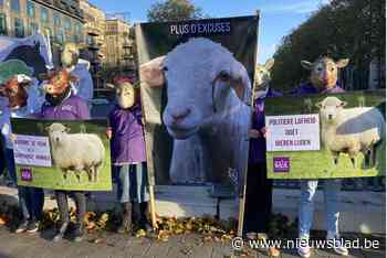 Gaia voert actie om onverdoofd slachten ook in Brussel te verbieden: “Vijf minuten politieke moed nodig voor dierenwelzijn”