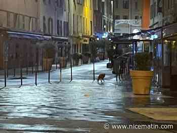 Un renard de nouveau aperçu dans le centre-ville de Nice