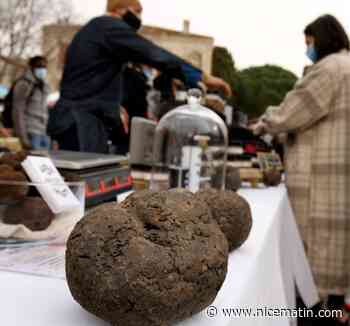 Après le parfum, Grasse veut se lancer dans la production de truffe